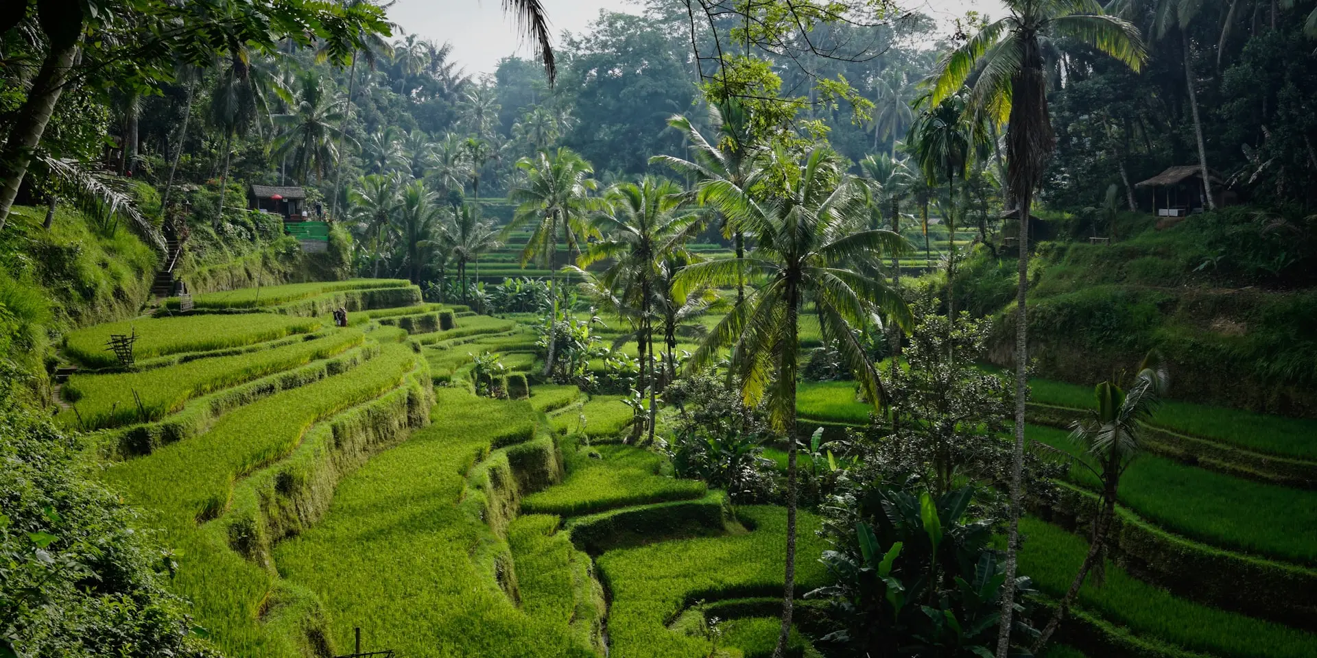 Lush green rice terraces in Bali with palm trees