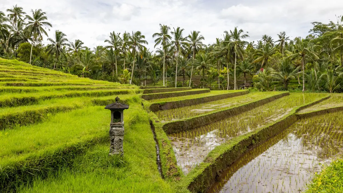 Infinity pool overlooking Bali rice terraces